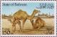 Colnect-862-449-Dromedary-Camelus-dromedarius.jpg