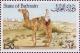 Colnect-862-452-Dromedary-Camelus-dromedarius.jpg