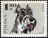 Colnect-2114-270-Schnauzer-Canis-lupus-familiaris.jpg