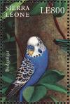 Colnect-2194-135-Budgerigar-Melopsittacus-undulatus.jpg