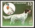 Colnect-1961-738-English-Setter-Mallard-Anas-platyrhynchos.jpg