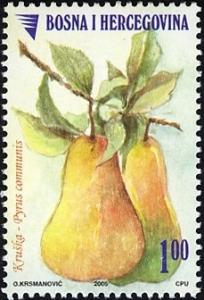 Colnect-1173-457-Pear---Pyrus-communis.jpg