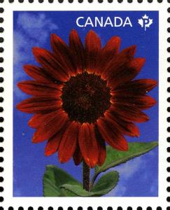 Colnect-770-893-Sunflower--quot-Prado-Red-quot-.jpg