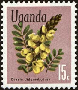 Colnect-4257-201-Peanut-Butter-Cassia-Senna-didymobotrya.jpg