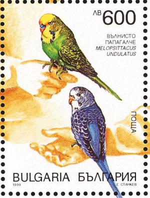 Colnect-1780-734-Budgerigar-Melopsittacus-undulatus.jpg