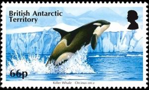 Colnect-3521-056-Killer-Whale-Orcinus-orca.jpg