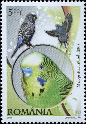 Colnect-4286-189-Budgerigar-Melopsittacus-undulatus.jpg