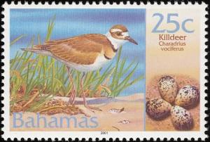 Colnect-577-582-Killdeer-Charadrius-vociferus.jpg