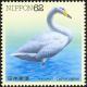 Colnect-608-832-Whooper-Swan-Cygnus-cygnus.jpg