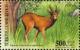 Colnect-965-320-Roe-deer-Capreolus-capreolus.jpg