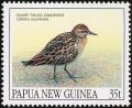 Colnect-1706-562-Sharp-tailed-Sandpiper-Calidris-acuminata.jpg