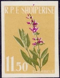 Colnect-2302-666-Common-sage-Salvia-officinalis.jpg