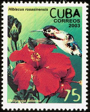 Colnect-1483-883-Hibiskus-Hibiscus-rosa-sinensis-Bee-Hummingbird-Mellisug.jpg