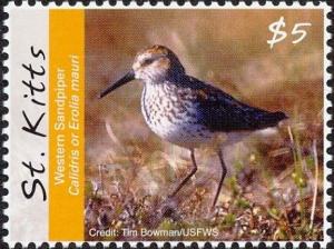 Colnect-3742-844-Western-Sandpiper-Calidris-mauri.jpg