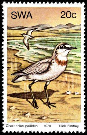 Colnect-5207-319-Chestnut-banded-Sand-Plover-Charadrius-venustus.jpg