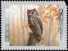 Colnect-588-661-Eastern-Screech-Owl-Otus-asio-.jpg