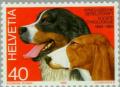 Colnect-140-822-Bernese-Mountain-Dog-Schwyz-Hound-Canis-lupus-familiaris.jpg