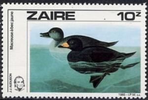 Colnect-1129-687-Black-Scoter-Melanitta-nigra.jpg