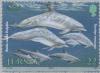 Colnect-127-864-Common-Bottlenose-Dolphin-Tursiops-truncatus.jpg