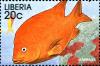 Colnect-3977-606-Garibaldi-Damselfish-Hypsypops-rubicundus-.jpg