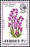 Colnect-5949-298-Wild-Flowers-of-Jersey--Jersey-orchid-Orchis-laxiflora.jpg