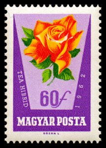 1467_rose_60.png