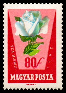 1468_rose_80.png