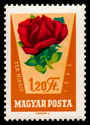 1470_rose_120.png