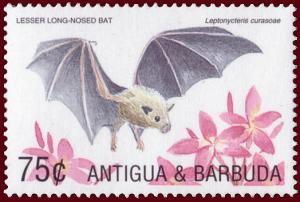 Colnect-1462-741-Southern-long-nosed-Bat-Leptonycteris-curasoae-.jpg