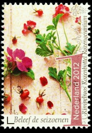 Colnect-1528-686-Ripple-Rose-Rosehip-Pink-Geranium.jpg