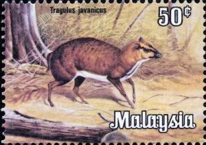 Colnect-1792-657-Javan-Mousedeer-Tragulus-javanicus.jpg