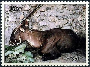 Colnect-2517-525-Saola-Pseudoryx-nghetinhensis.jpg