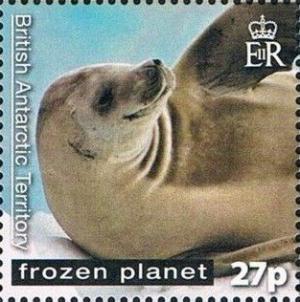 Colnect-2888-030-Crabeater-Seal-Lobodon-carcinophaga.jpg