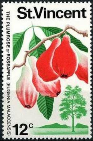 Colnect-3050-277-Plumrose-Eugenia-malaccensis.jpg