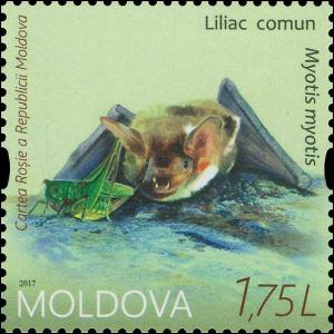 Colnect-4229-828-Greater-mouse-eared-bat-Myotis-myotis.jpg