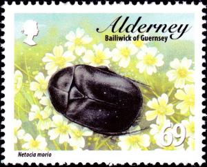 Colnect-5486-759-Black-Rose-Chafer-Netocia-morio.jpg