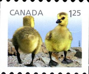 Colnect-770-877-Canada-Goose-nbsp-Branta-canadensis.jpg