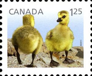 Colnect-770-881-Canada-Goose-nbsp-Branta-canadensis.jpg