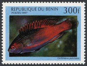 Colnect-854-777-Dotted-Wrasse-Cirrhilabrus-punctatus.jpg