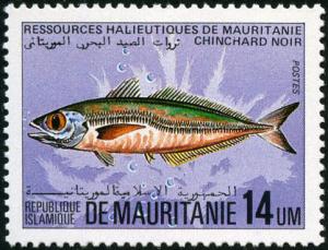 Colnect-998-921-Mediterranean-Horse-Mackerel-Trachurus-trachurus.jpg