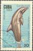 Colnect-679-216-Common-Bottlenose-Dolphin-Tursiops-truncatus.jpg