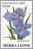 Colnect-4207-992-Japanese-Iris-Iris-kaempferi.jpg