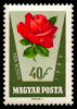 1466_rose_40.png