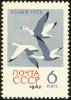 Colnect-729-132-Snow-Goose-Anser-caerulescens-.jpg