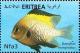 Colnect-3532-095-Marginate-Damselfish-Dascyllus-marginatus.jpg