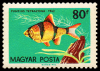 1441_fish_80.png