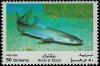 Colnect-2189-010-Grey-Reef-Shark-Hypogaleus-balfouri.jpg