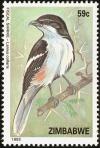 Colnect-2343-068-Fiscal-Shrike-Lanius-collaris.jpg