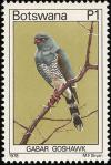 Colnect-597-732-Gabar-Goshawk-Micronisus-gabar.jpg