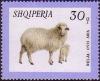 Colnect-723-175-Domestic-Sheep-Ovis-gmelini-aries.jpg